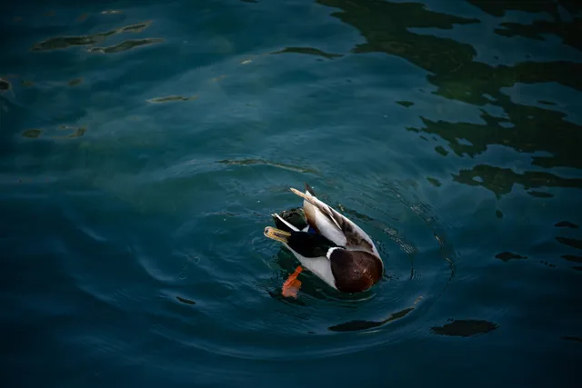 Fauna locale – fotografia di Anna Romanini