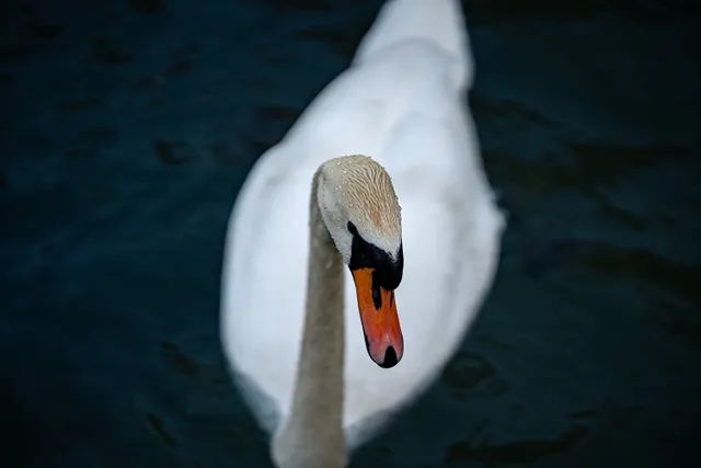 Fauna locale – fotografia di Anna Romanini