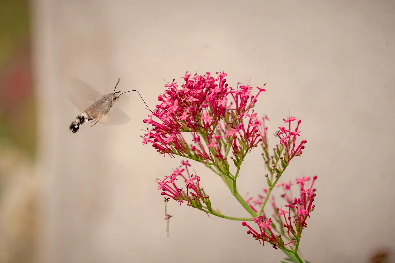 Fotografia di Anna Romanini